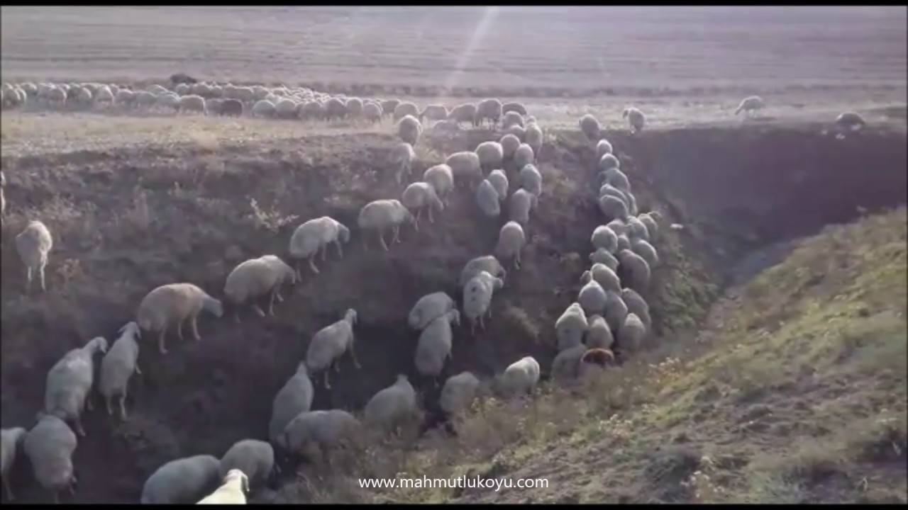 Mahmutlu Köyü - Tas Ailesi Koyunlari Cöl Cekim