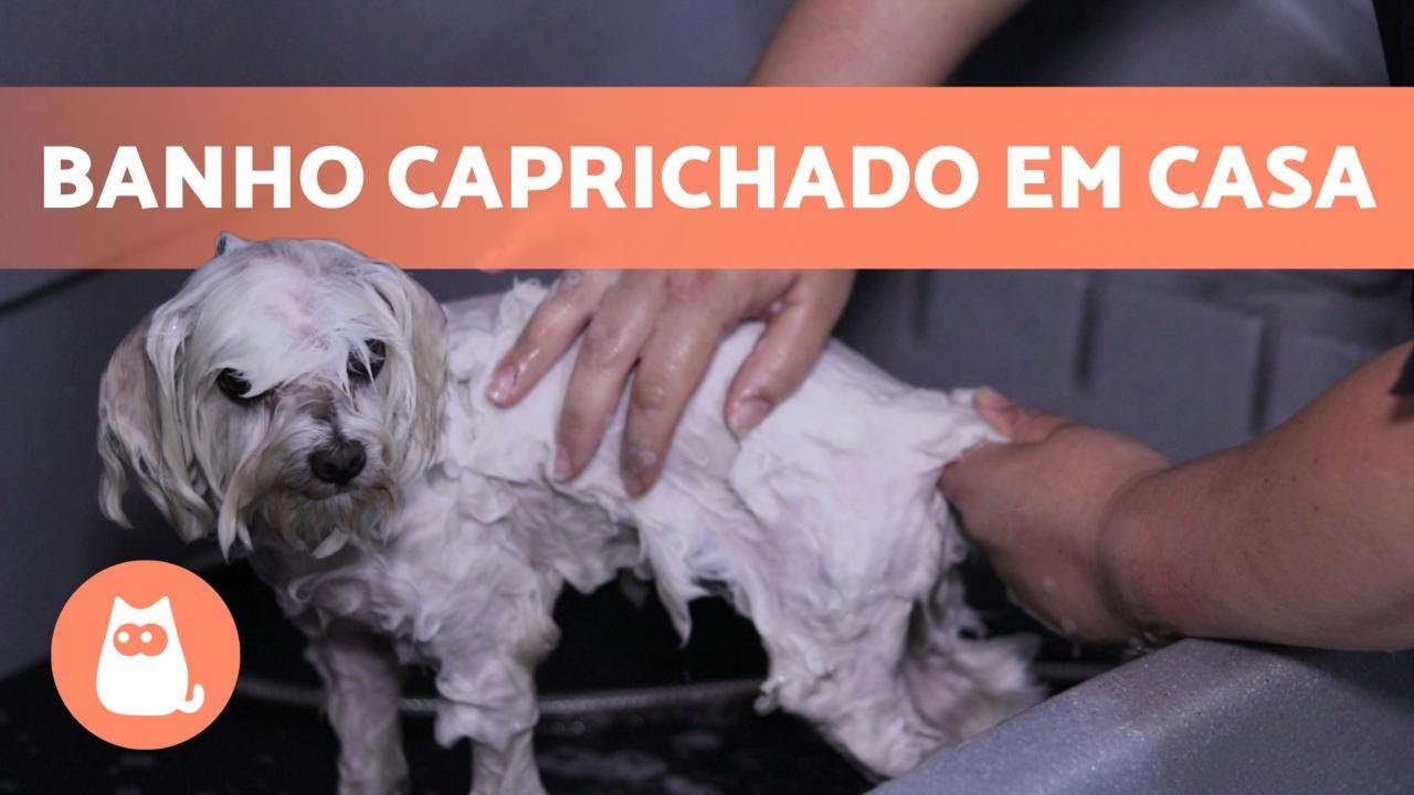 Como dar banho em CACHORRO em CASA? 🐶🚿 (Técnica Profissional)