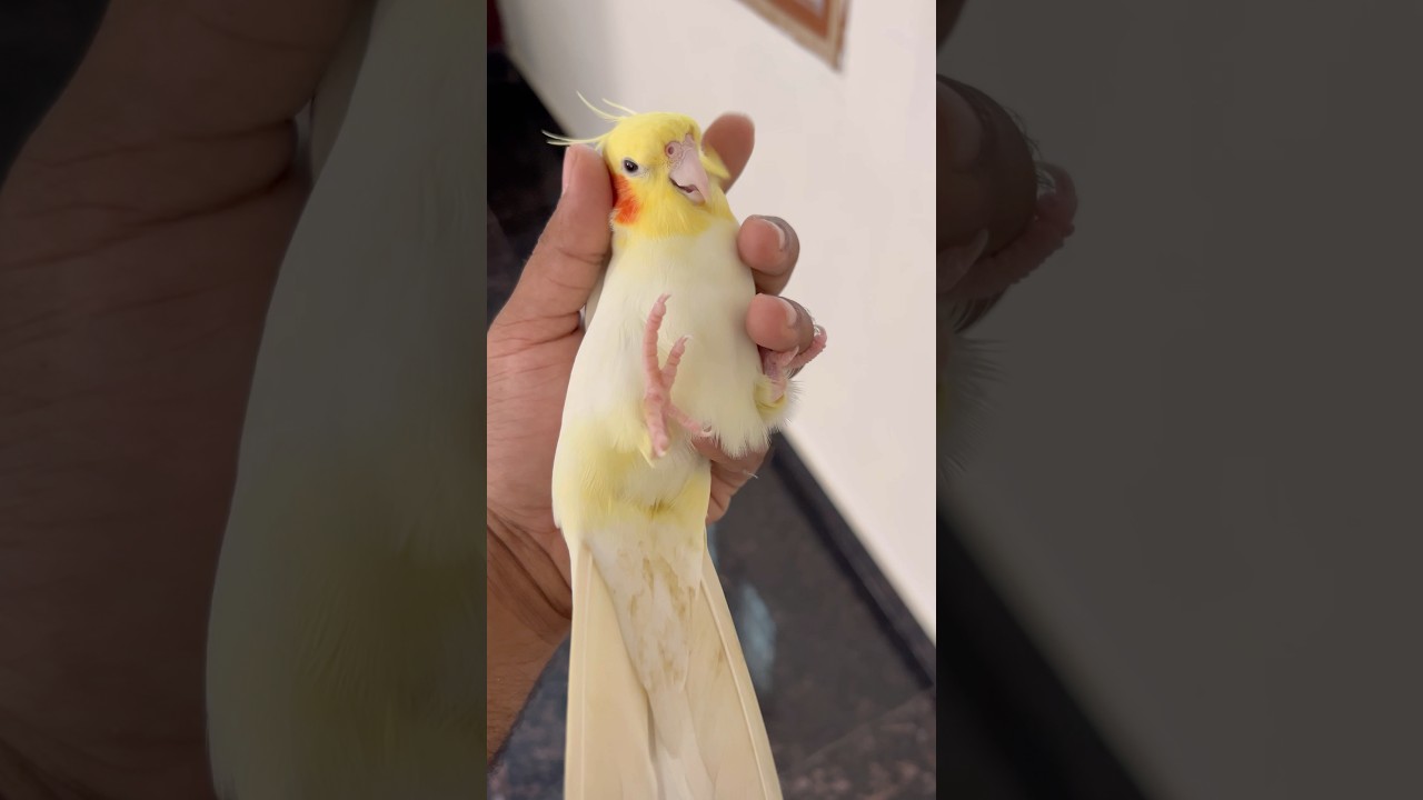 Tamed Lutino cockatiel received for boarding Madambakkam Chennai #birdboarding #birds #aviary