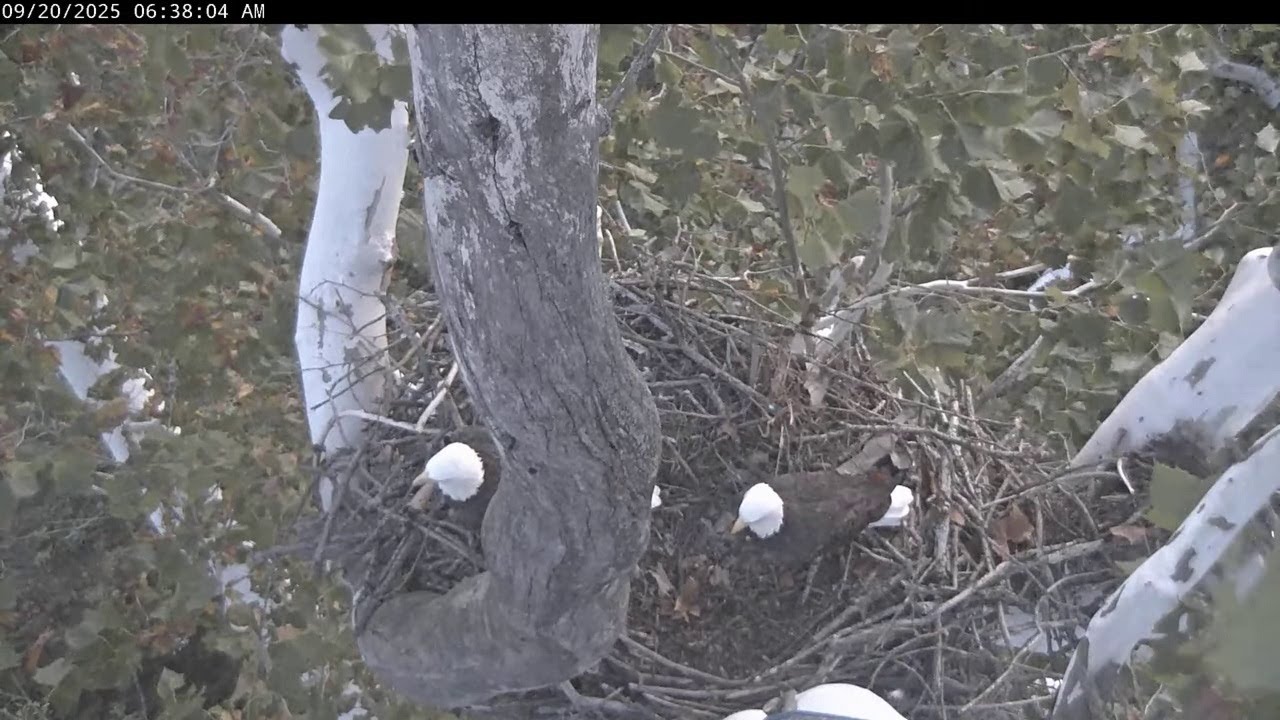 NCTC Eagle: Bella and Scout visit the nest in the early morning -- 2025 09 20