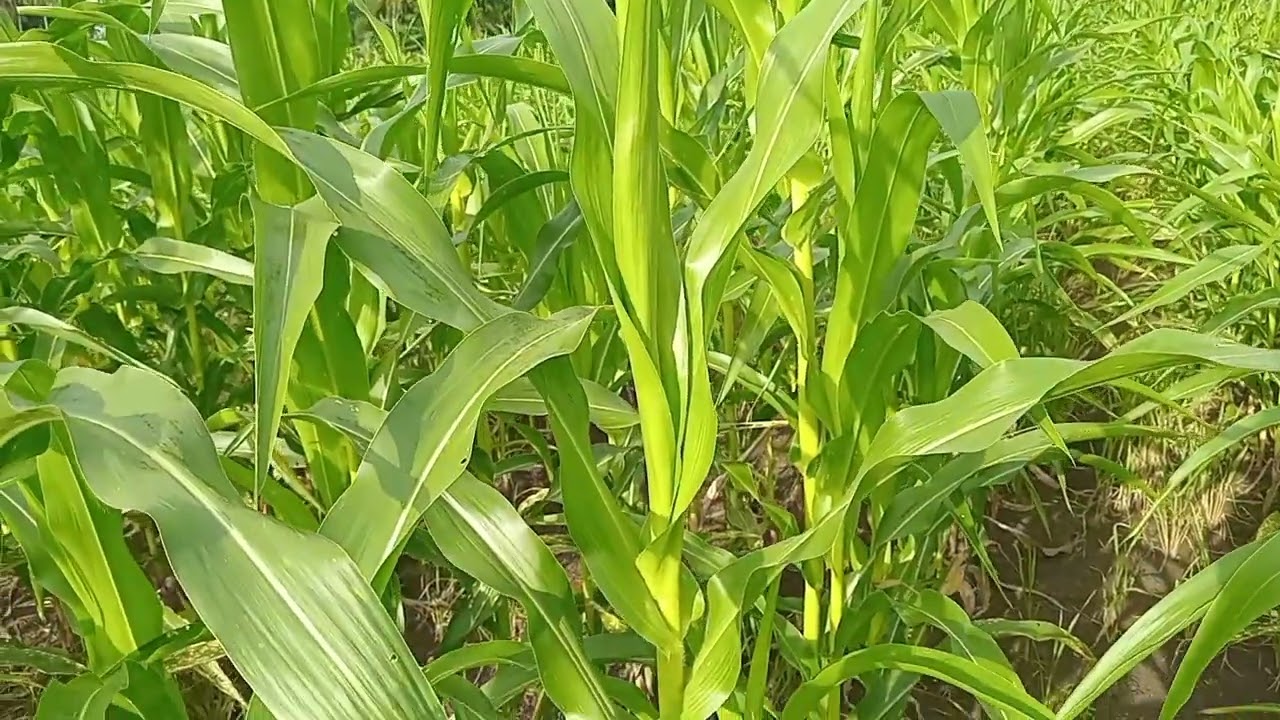 Penyebab Jagung Tidak Tumbuh Merata 