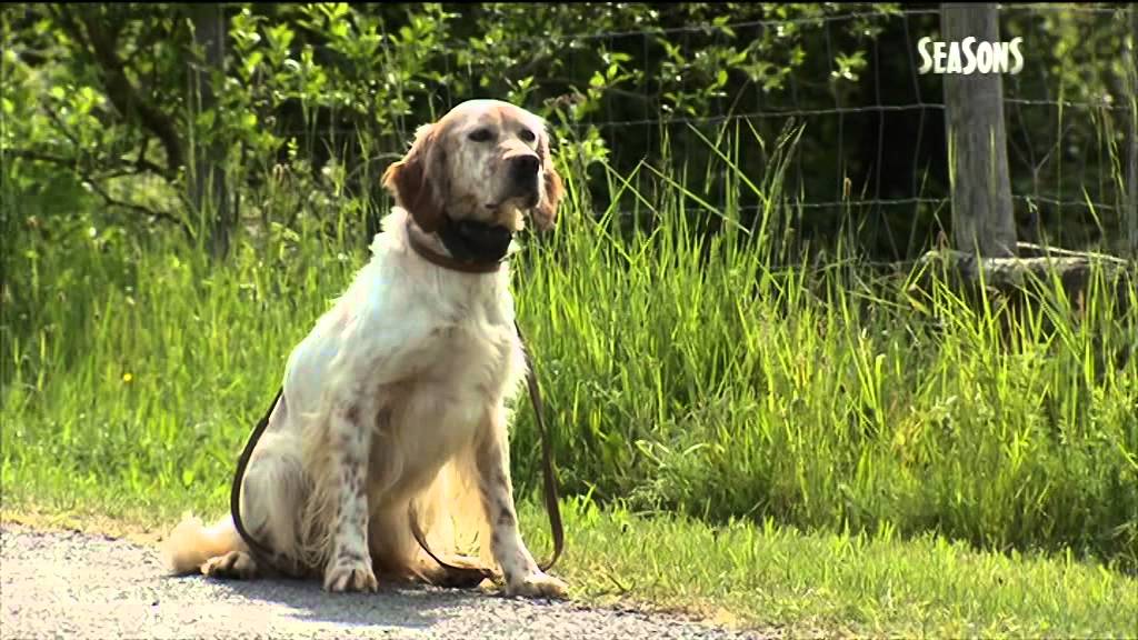 DRESSAGE DES CHIENS D'ARRET   UNE HISTOIRE FAMILIALE