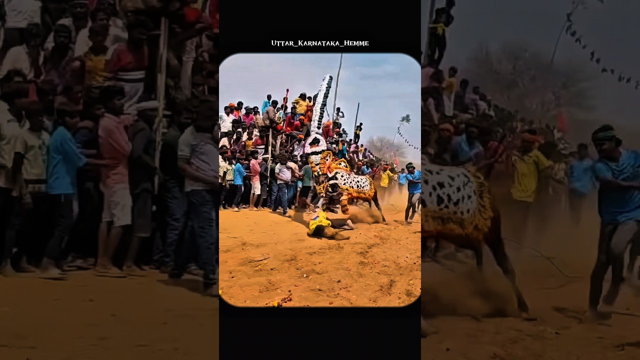 #shiggaon #ytshorts #cow #horihabba #jallikattu #jallikattubull #horihabbada #bull #haverihorihabba