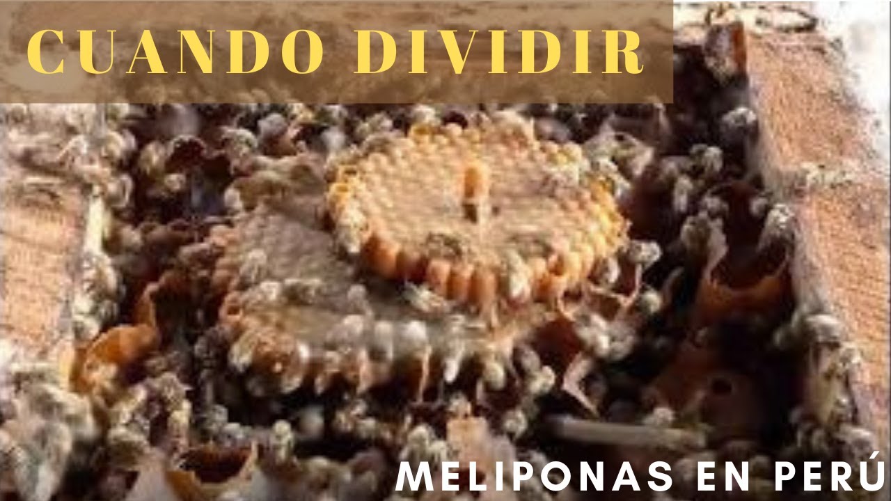 Meliponas en Perú. Cuando dividir.