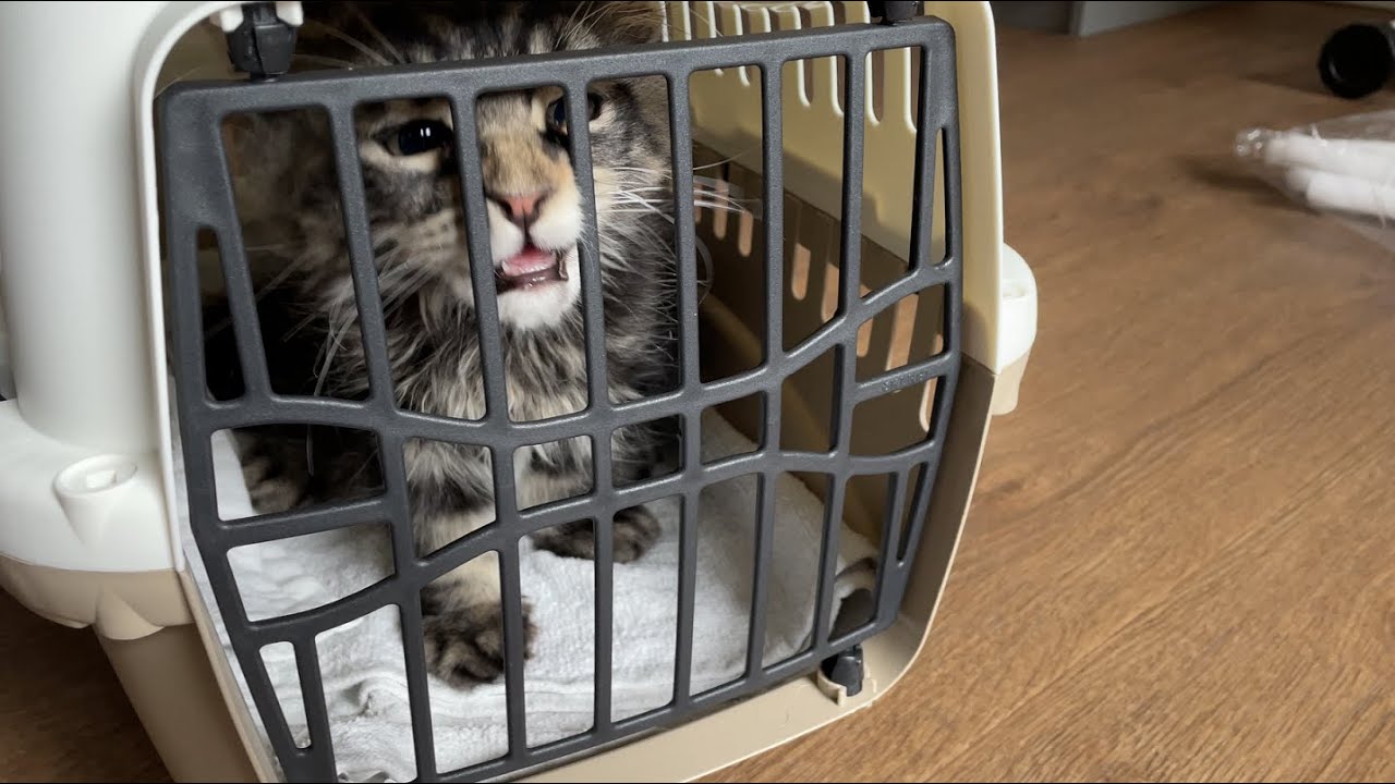 New Kitten's First Day Home  | Maine Coon Kitten 4K | Black Tabby |