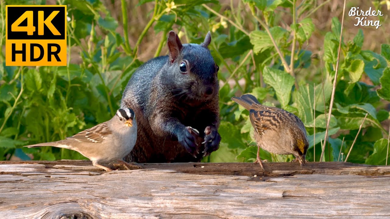 КОШКА ТВ 😺 Игривые птицы и белки 🐿 8 часов 4K HDR