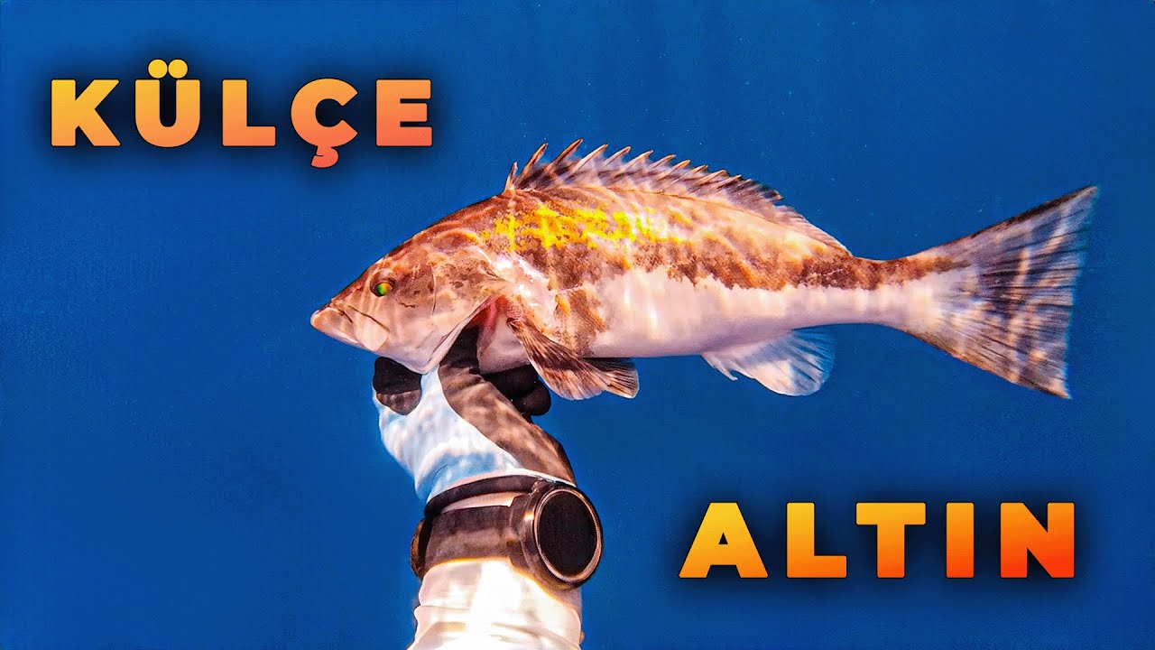 Derinliklerde Yeni Macera! / Zıpkınla Balık Avı