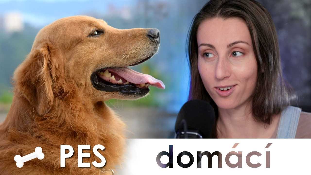 🔮 Jak jsme přišli k nejlepšímu příteli? 🐶 | Pes domácí 🐕