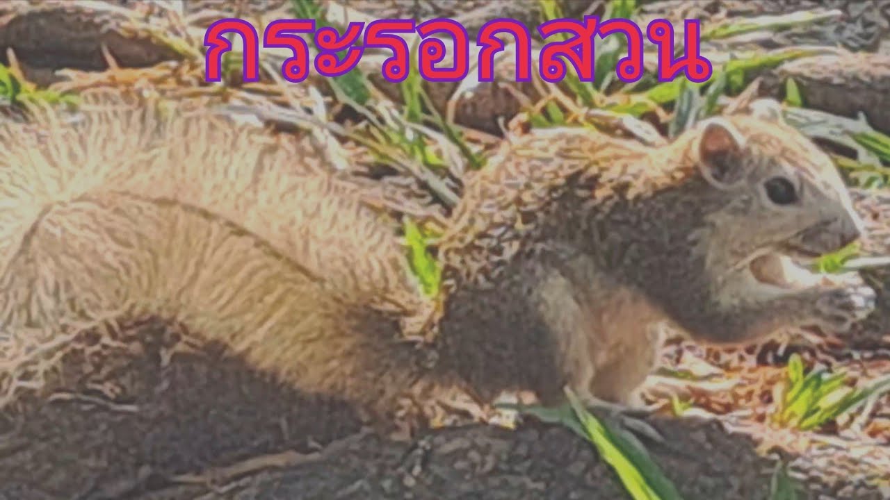 กระรอกสวนฉลาดสุดต้นไม้ที่เคยอยู่ยังรู้จักกับมา