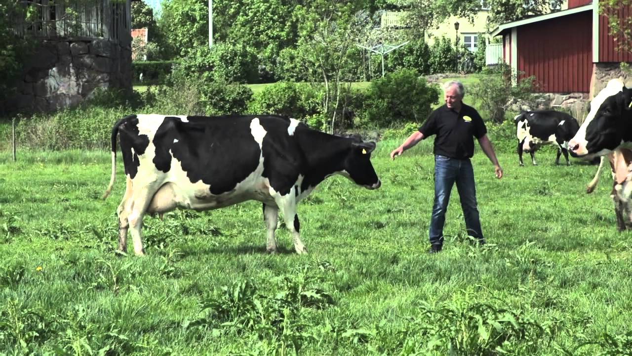 Det ska smaka gott på riktigt – Väddö Gårdsmejeri