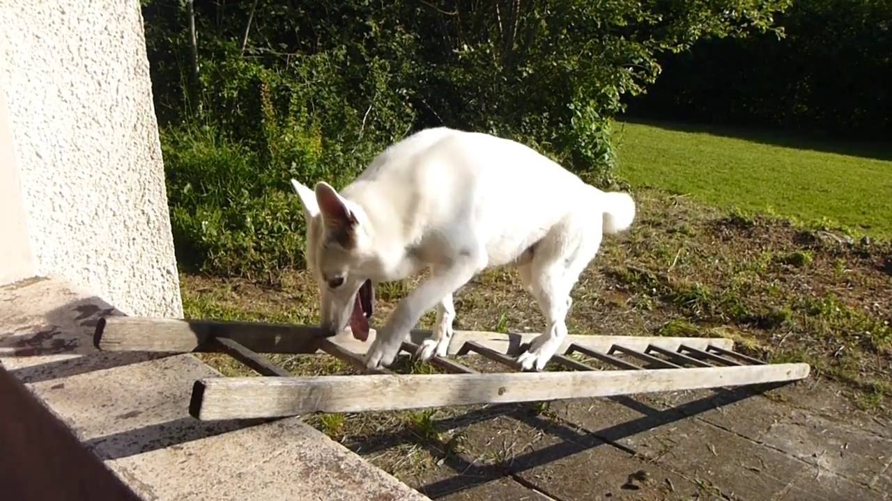Trickdog Champion