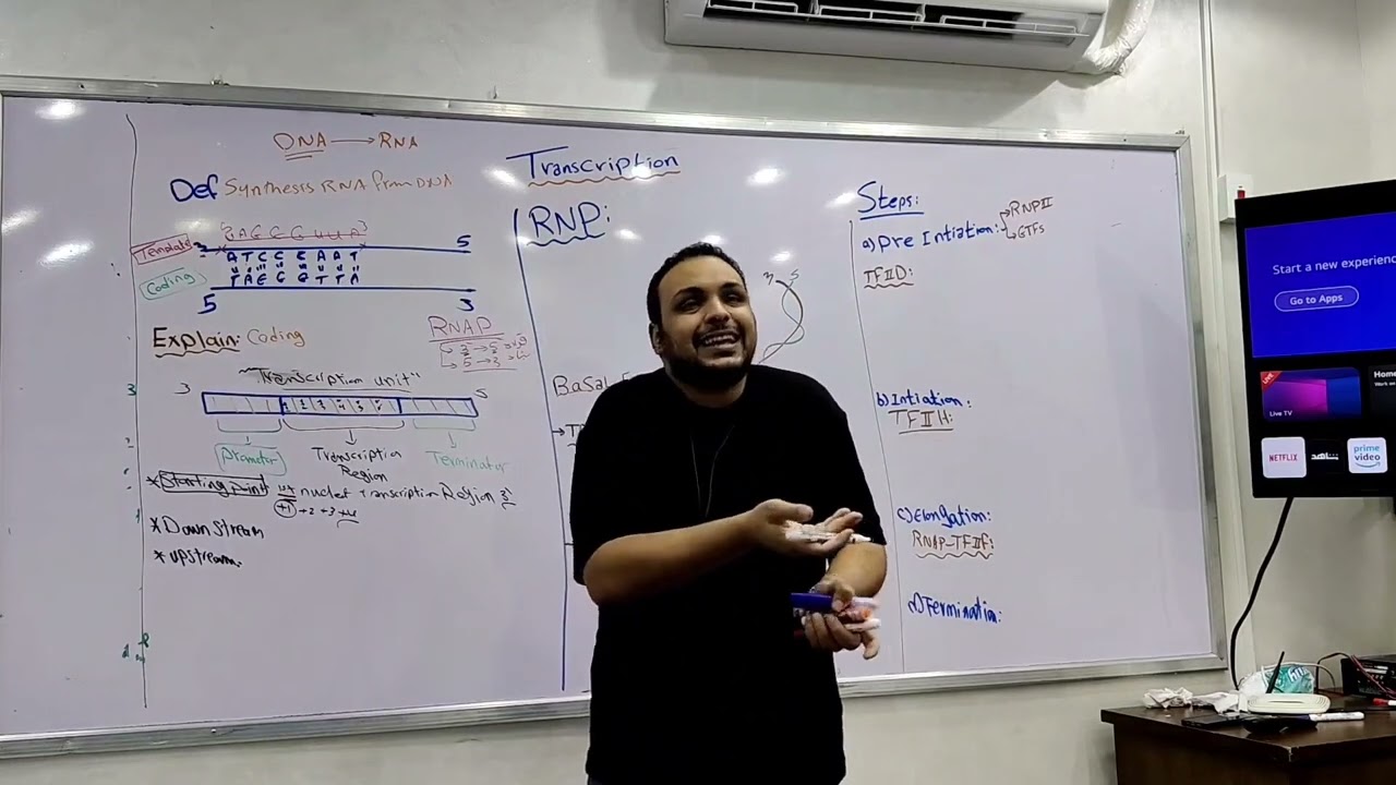 Transcription (RNA synthesis)