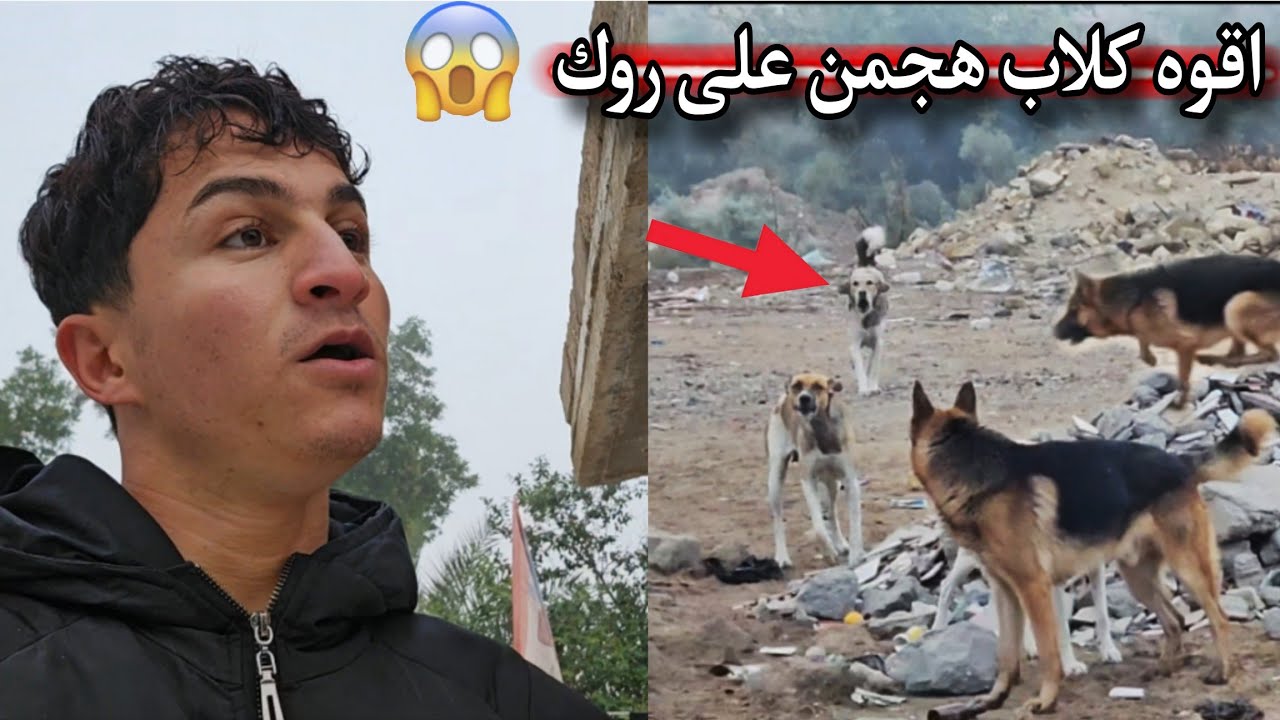 البحث عن كلبي روك في اقوه ضباب _ هجوم كلاب الشوارع _ روك يكتل اكثر عدد بدون لوسي!😨