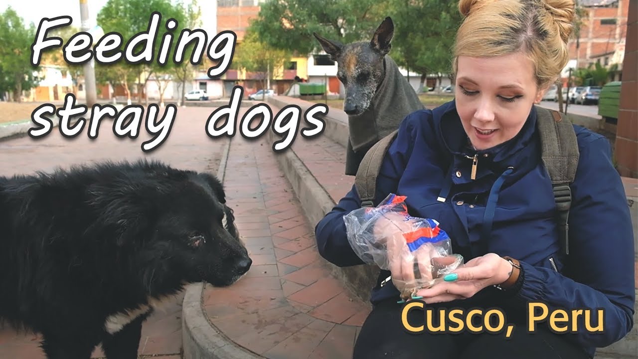Feeding Stray Dogs in Cuzco, Peru | Alimentando a perros de la calle | Travel Vlog (subtitulos)