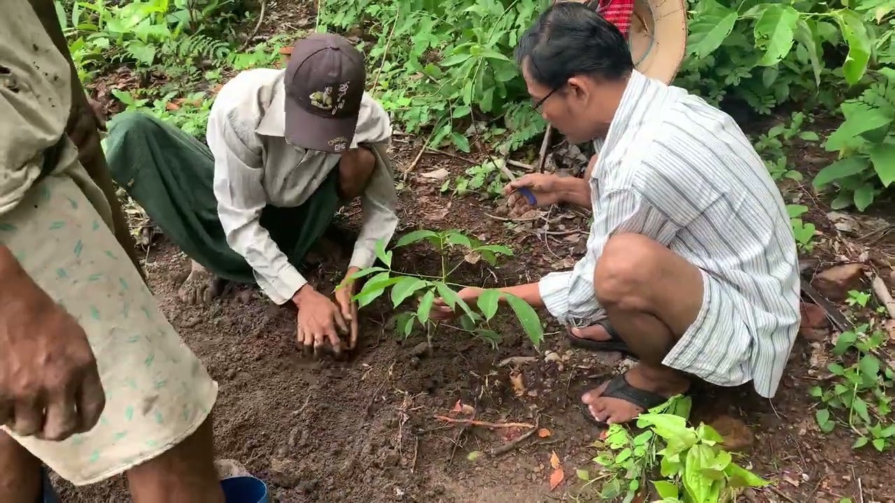 ရာဘာပင်စိုက်ပျိုးခြင်း