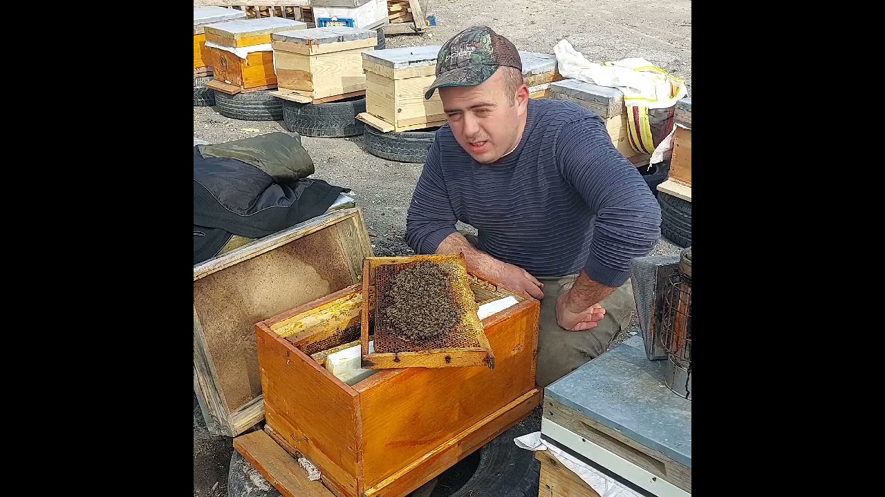 bölme kovanlara ana arı kabullendirme püf noktaları