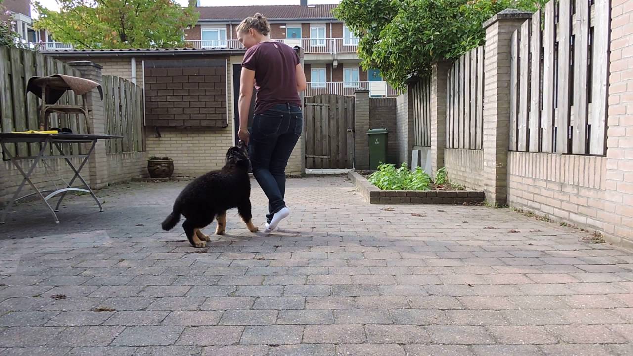 Obedience with 12-week old hovawart