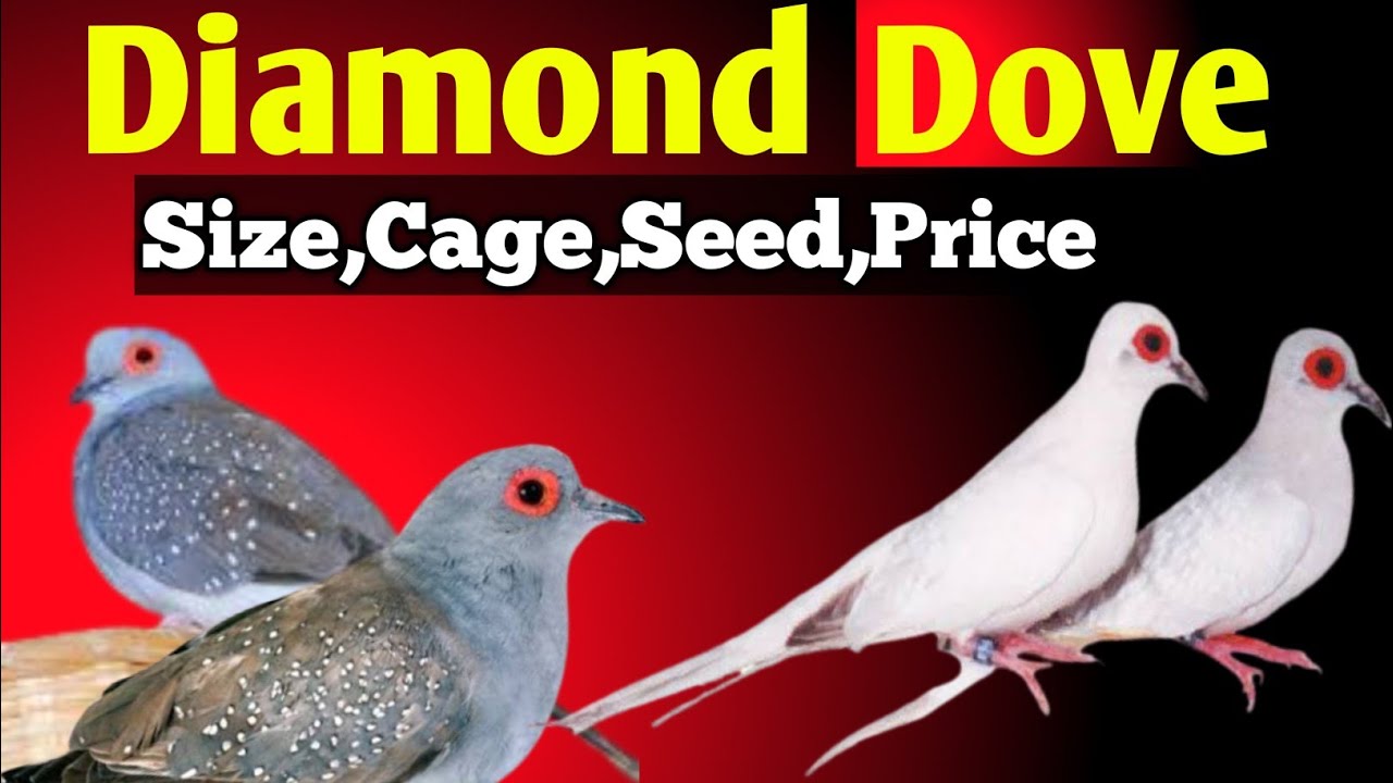 Diamond Dove Full Details ,Dove price,Dove Food ,Dove Cage #kanhaiyasir