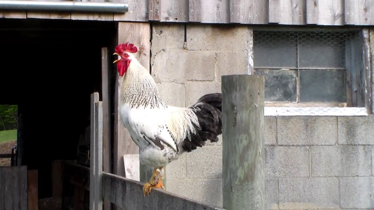 Rooster Crowing in the Morning