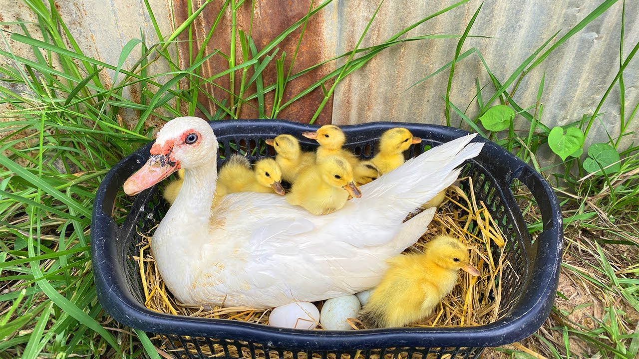 Duck New Born_ Lovely Duckling Hatching Eggs With My Duck  / Farmer KH