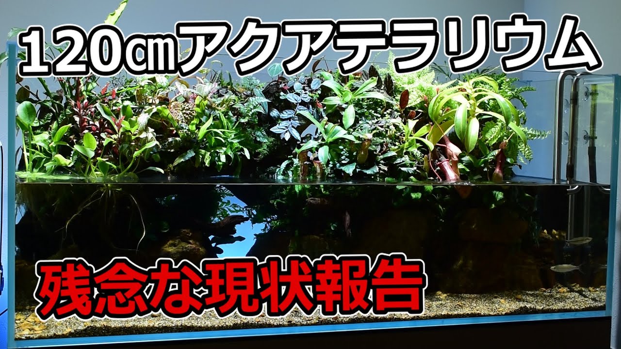 120㎝アクアテラリウム水槽の現状を報告します【アクアリウム】