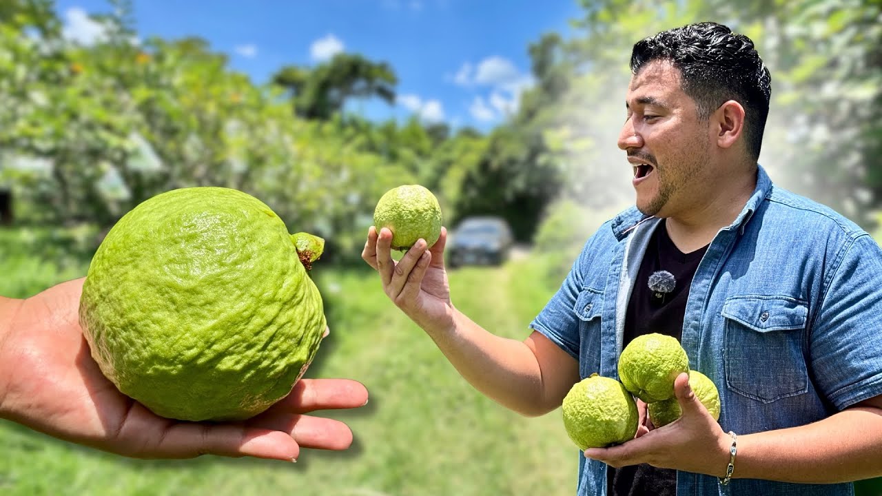 CULTIVOS DE GUAYABAS en EL SALVADOR | Ahuachapan 