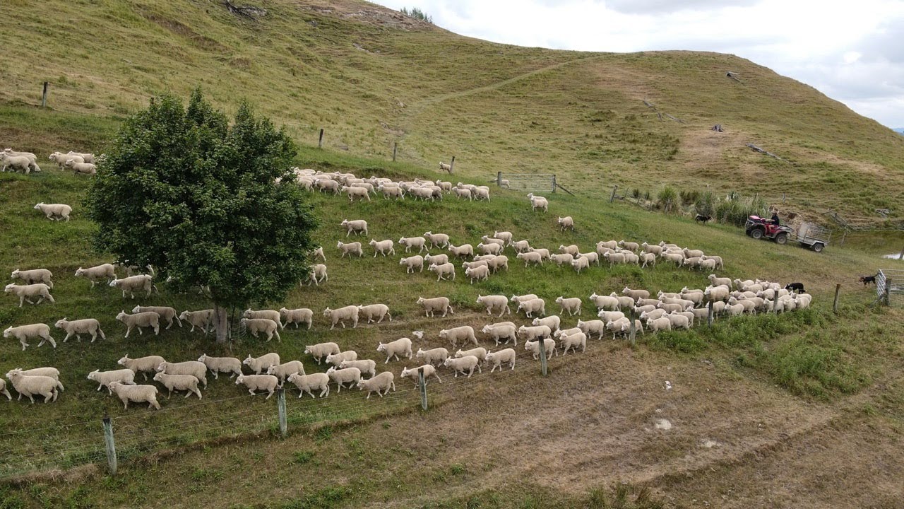 Moving 1000 Lambs Onto Fresh Feed Before Christmas