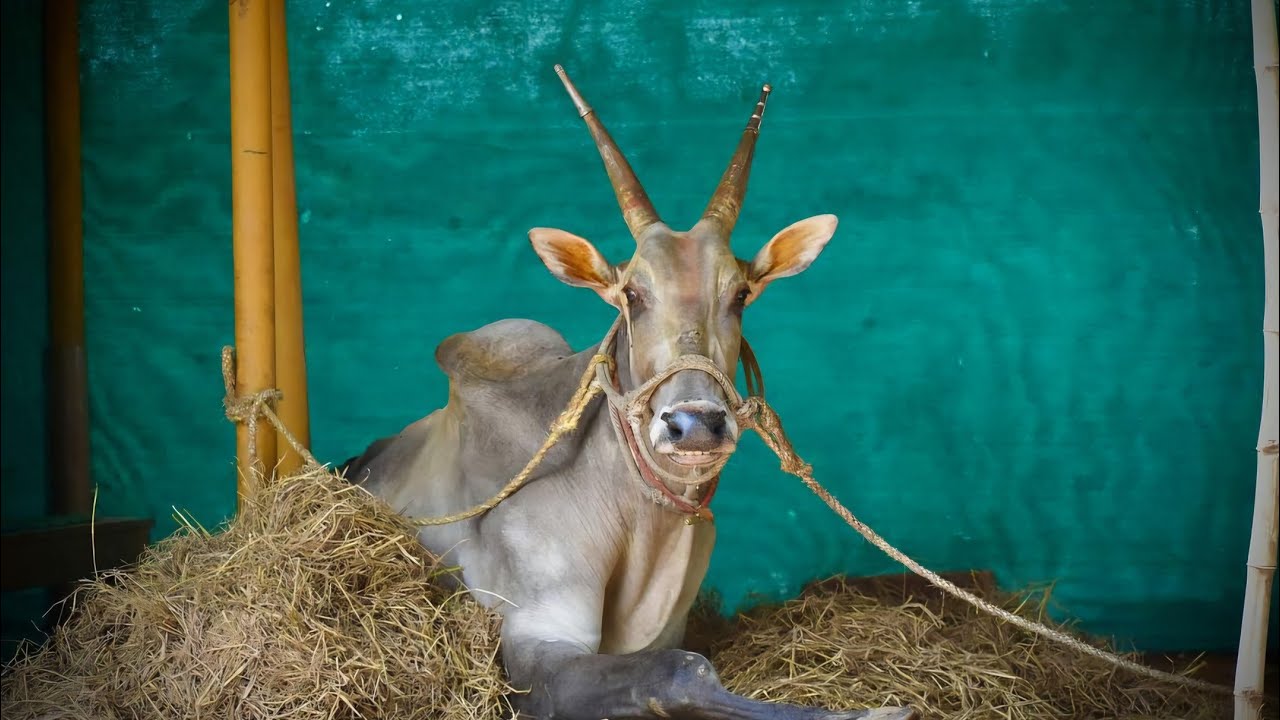 ಬಸ್ತಿ ಬಲರಾಮ ಹೋರಿ ಪೂರ್ಣ ಮಾಹಿತಿ❤️🌸#trending #cow #hallikar