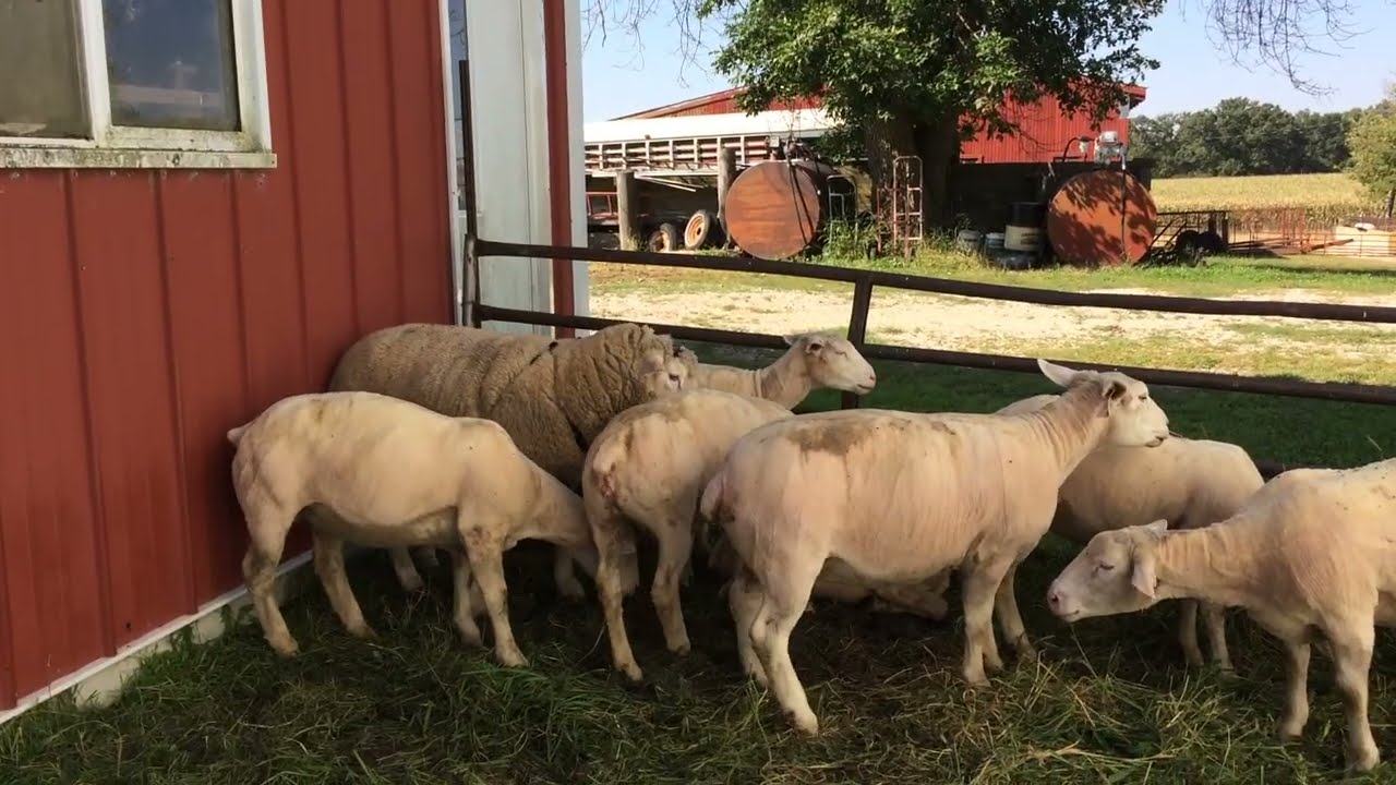 Fall Army Worms and 2 Ile-De-France sheep breeding groups.