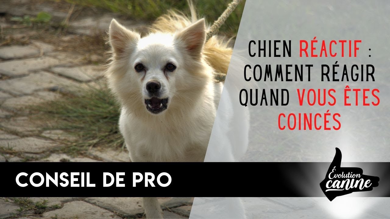 Chien réactif : gérer un croisement dans les espaces confinés