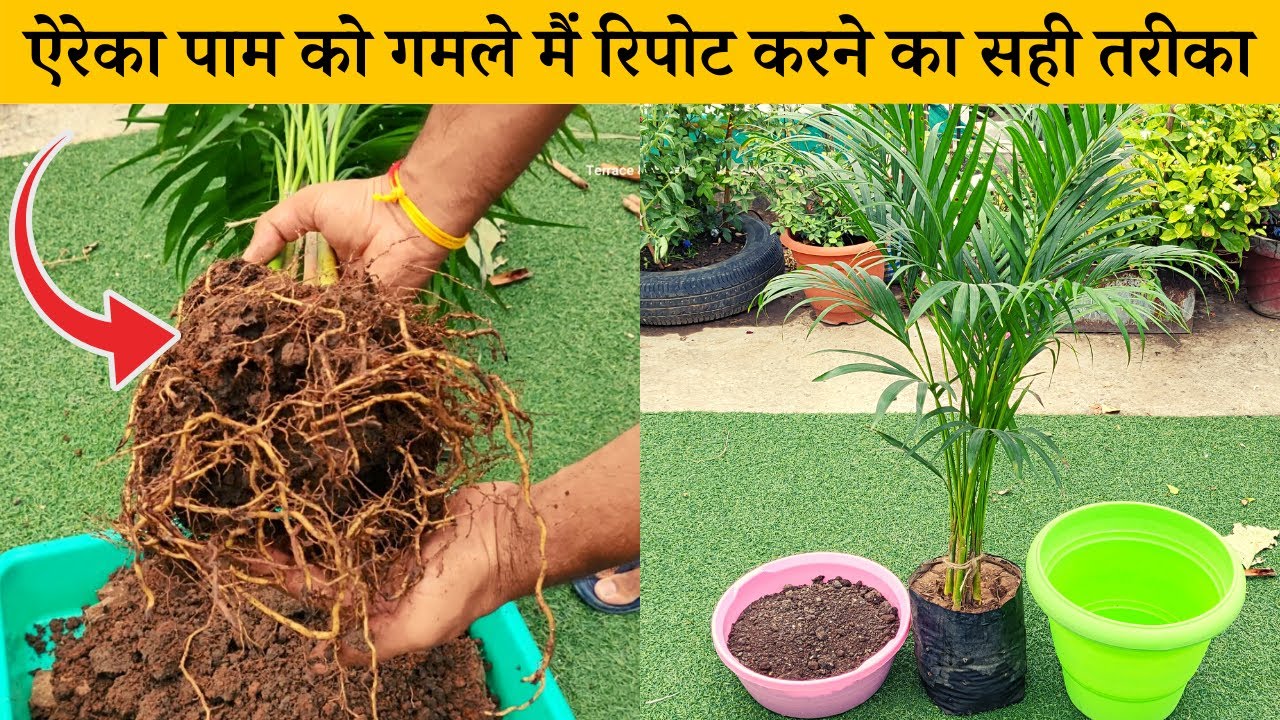 ऐरेका पाम प्लांट को गमले मैं रिपोट करने का सही तरीका, मिट्टी कैसी बनाएं, गमला किस साइज़ का लेना है
