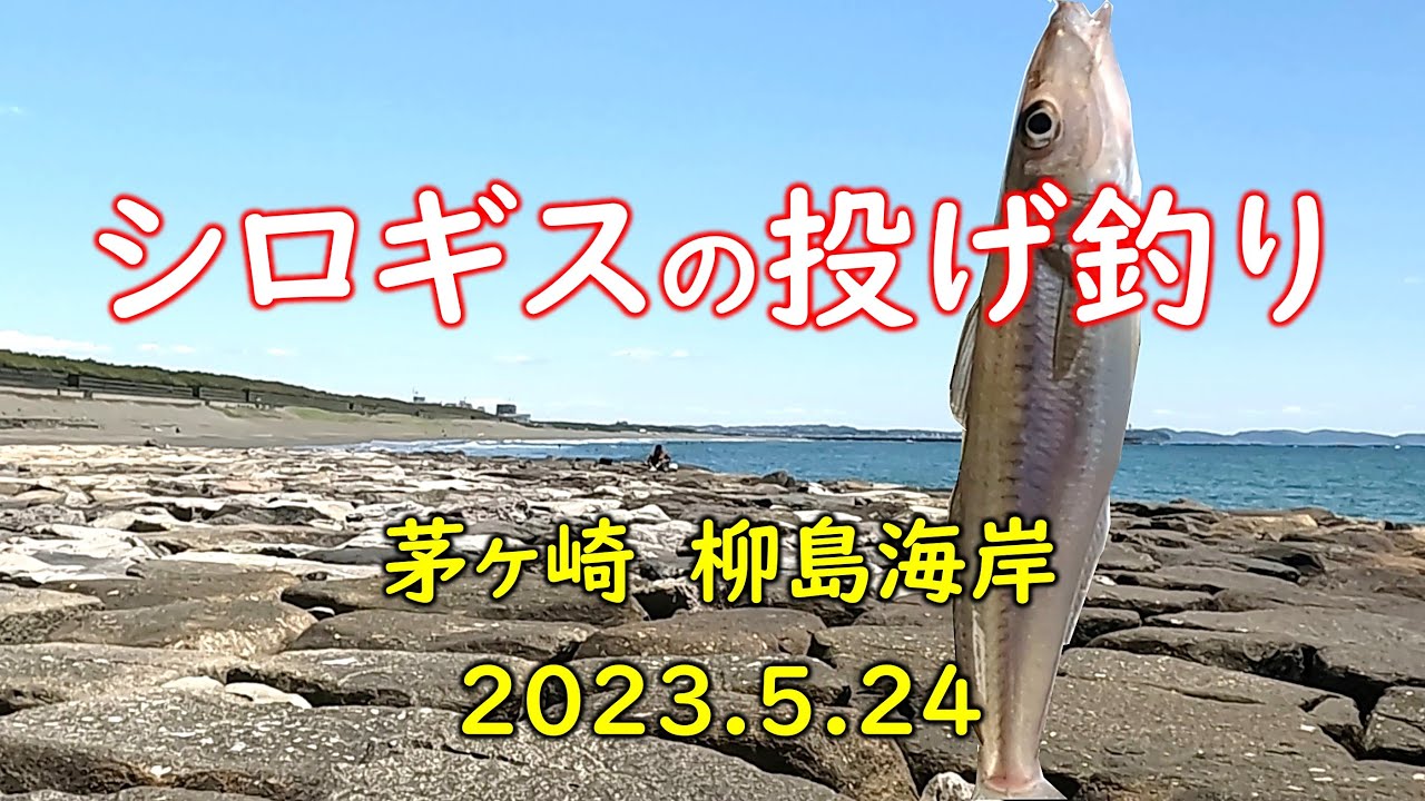 シロギスの投げ釣り　茅ヶ崎 柳島海岸