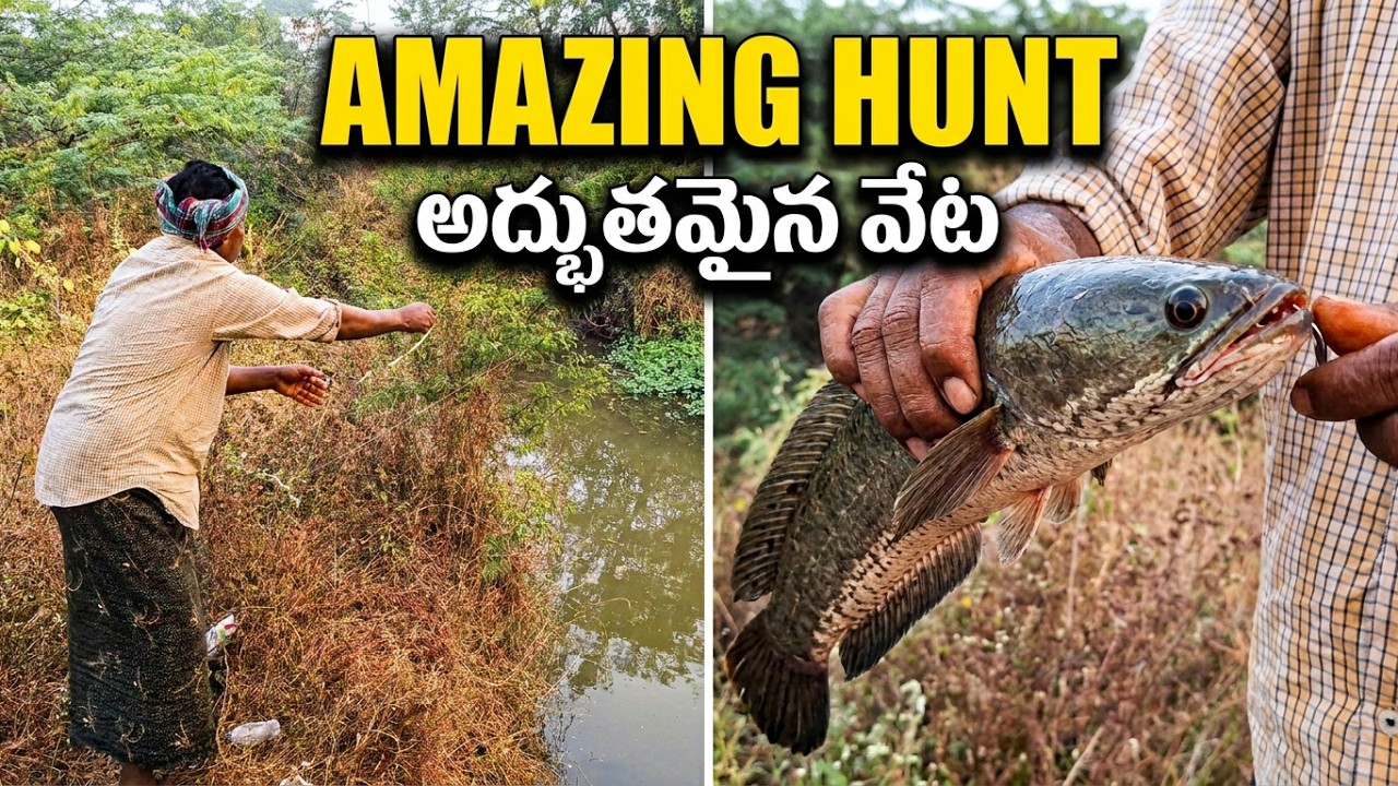 Fish Hunting traditional Village Fisher man Catching Snakehead Fishing Video