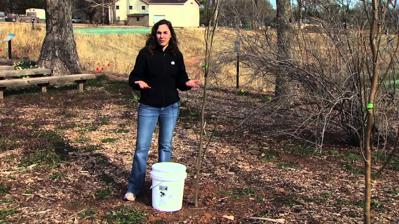 Proper Tree Irrigation