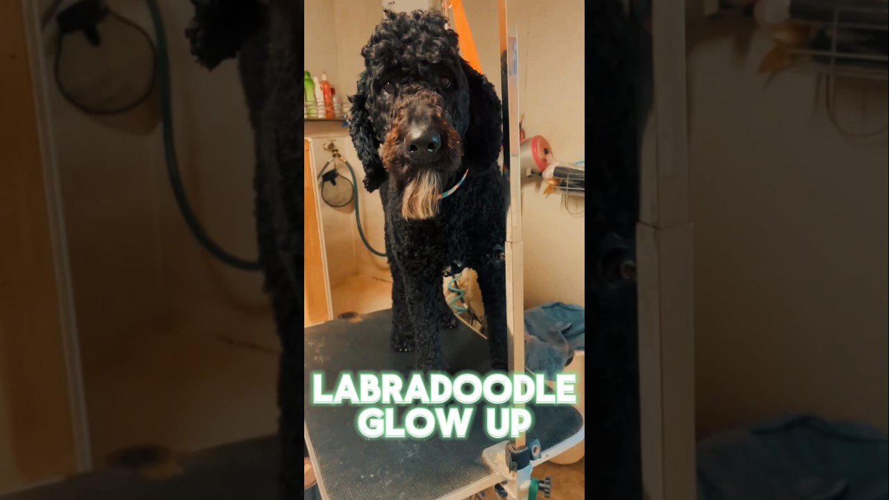 Labradoodle Glow Up!