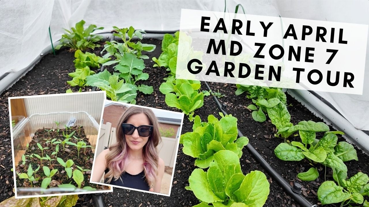 Tour my early spring zone 7 garden with me (April in Maryland!)