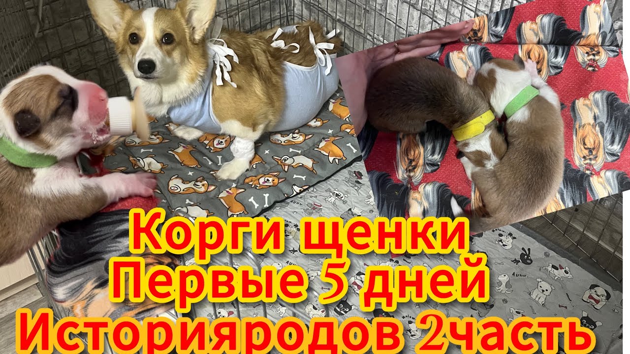 VLOG:РОДЫ КОРГИ ЧАСТЬ 2|КЕСАРЕВО СЕЧЕНИЕ| УХОД ЗА МАЛЫШАМИ БЕЗ МАМЫ |наши первые 5 дней ❤️щенки 😍