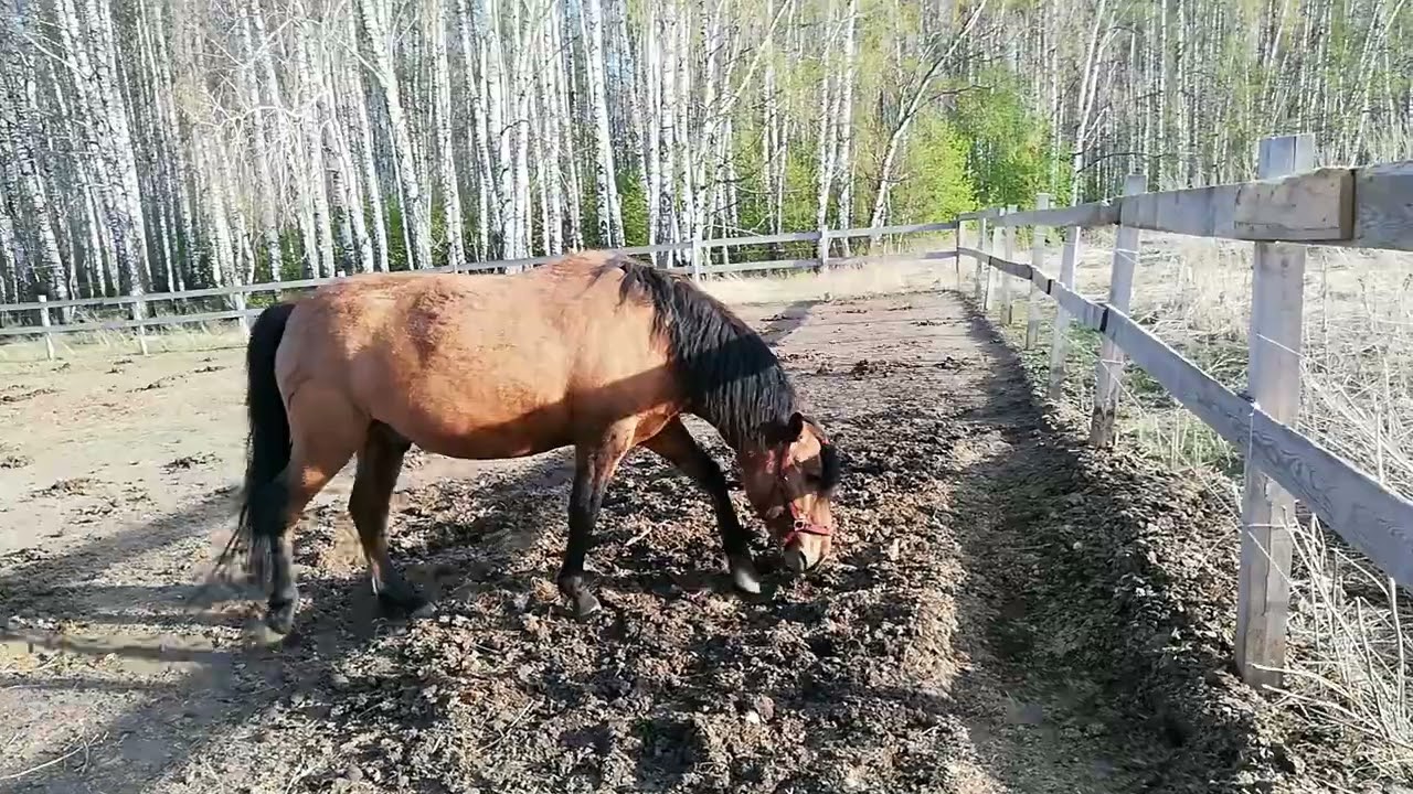 приучение лошади к электропастуху. обзор статик 3м. левада