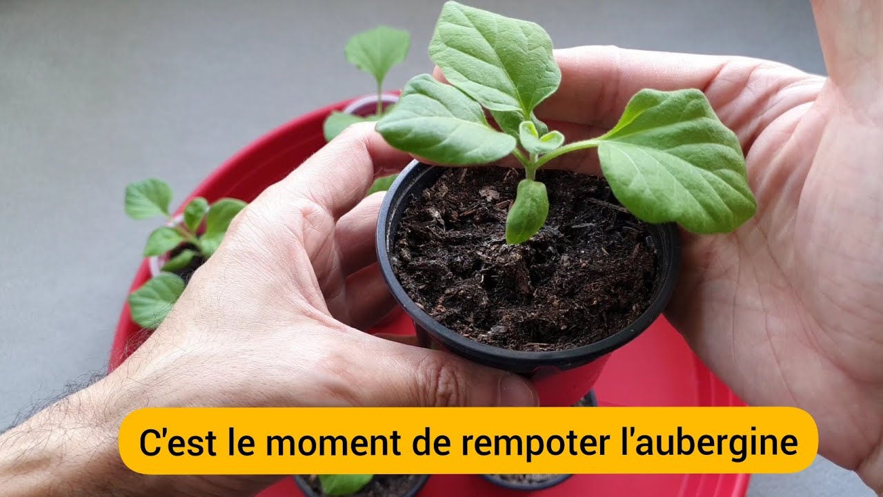 Quand je rempote l'aubergine ? 2022