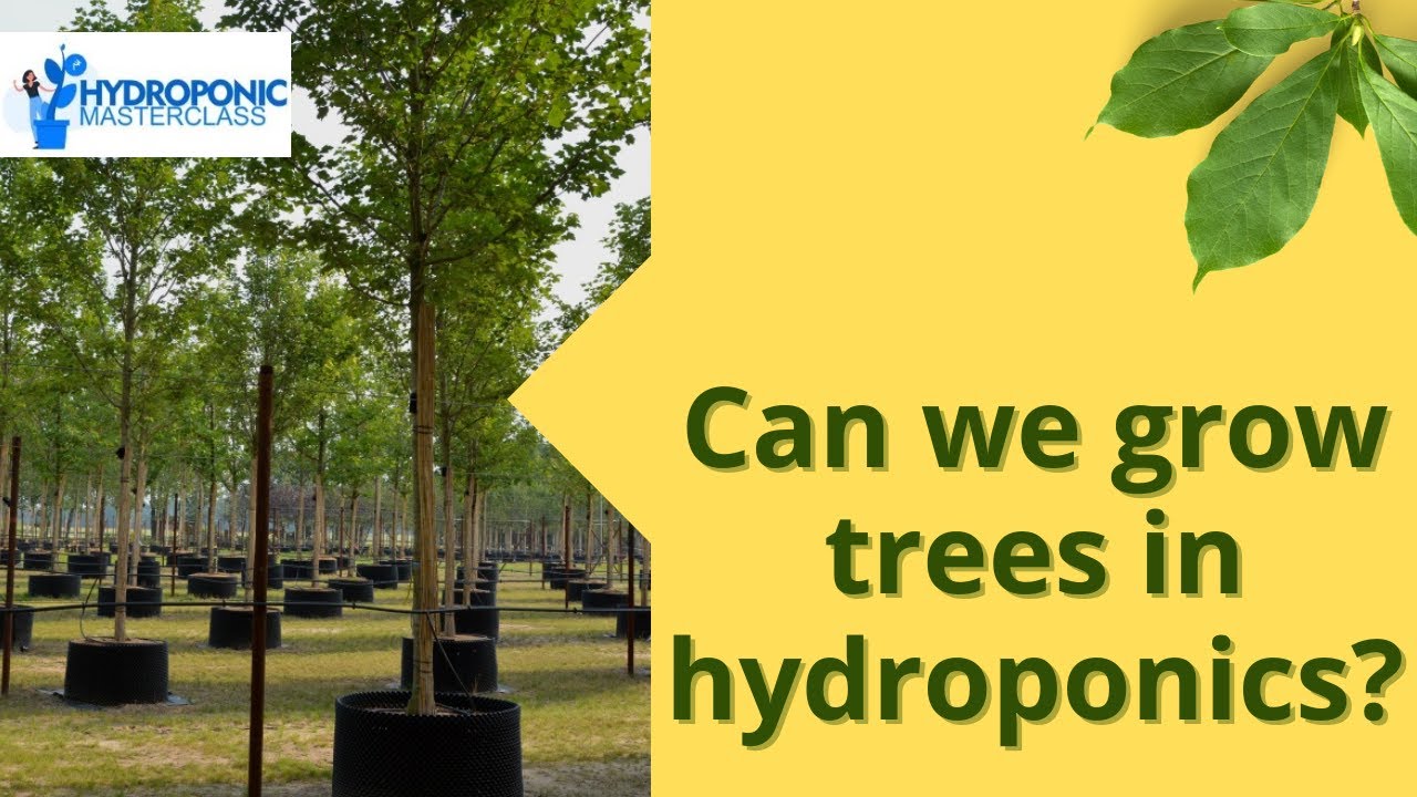 Can we grow trees in hydroponics? Hydroponic Masterclass | +91-9870424425