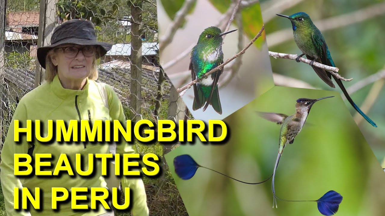These Hummingbirds of Peru Rock!