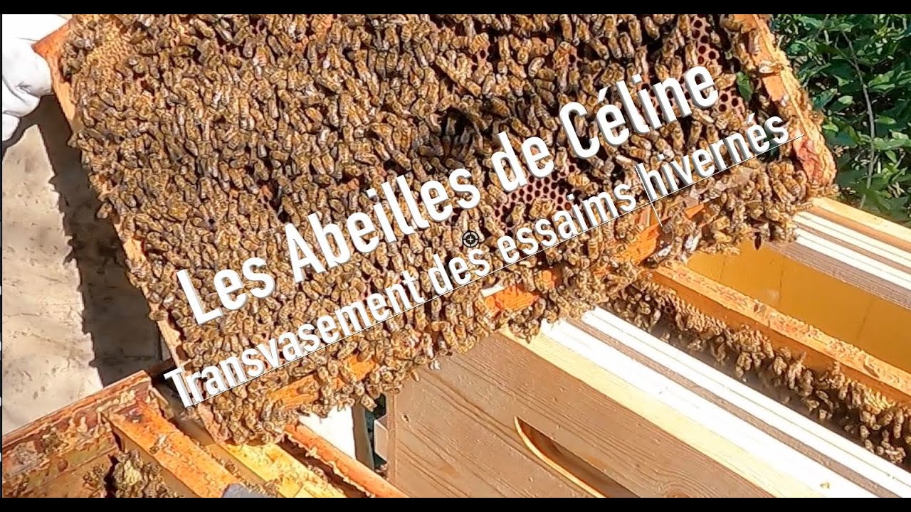 Transvasement des essaims hivernés.