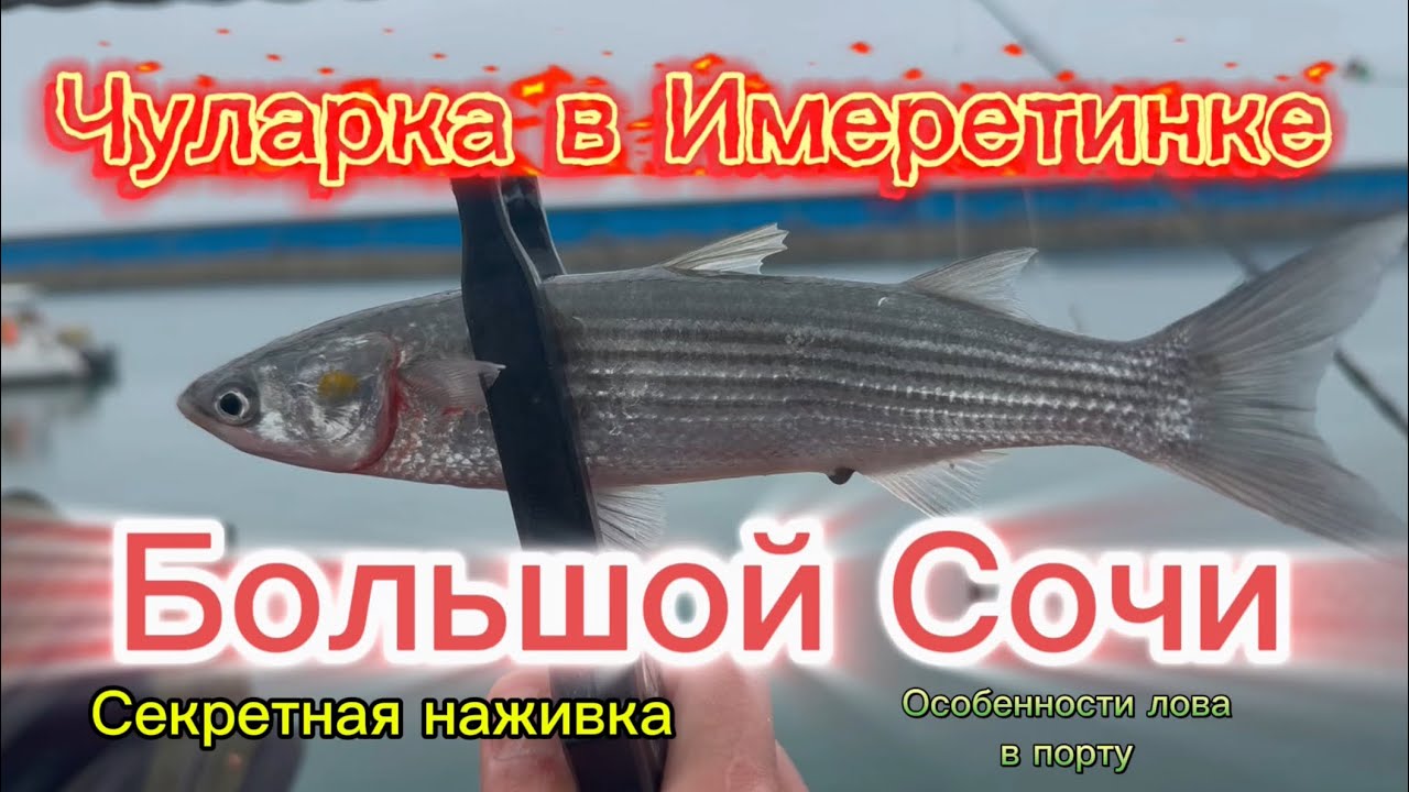 Ловля кефали в Имеретинском порту. Рыбалка в Сочи #fishing #рыбалка #sochi #сочи #обзор