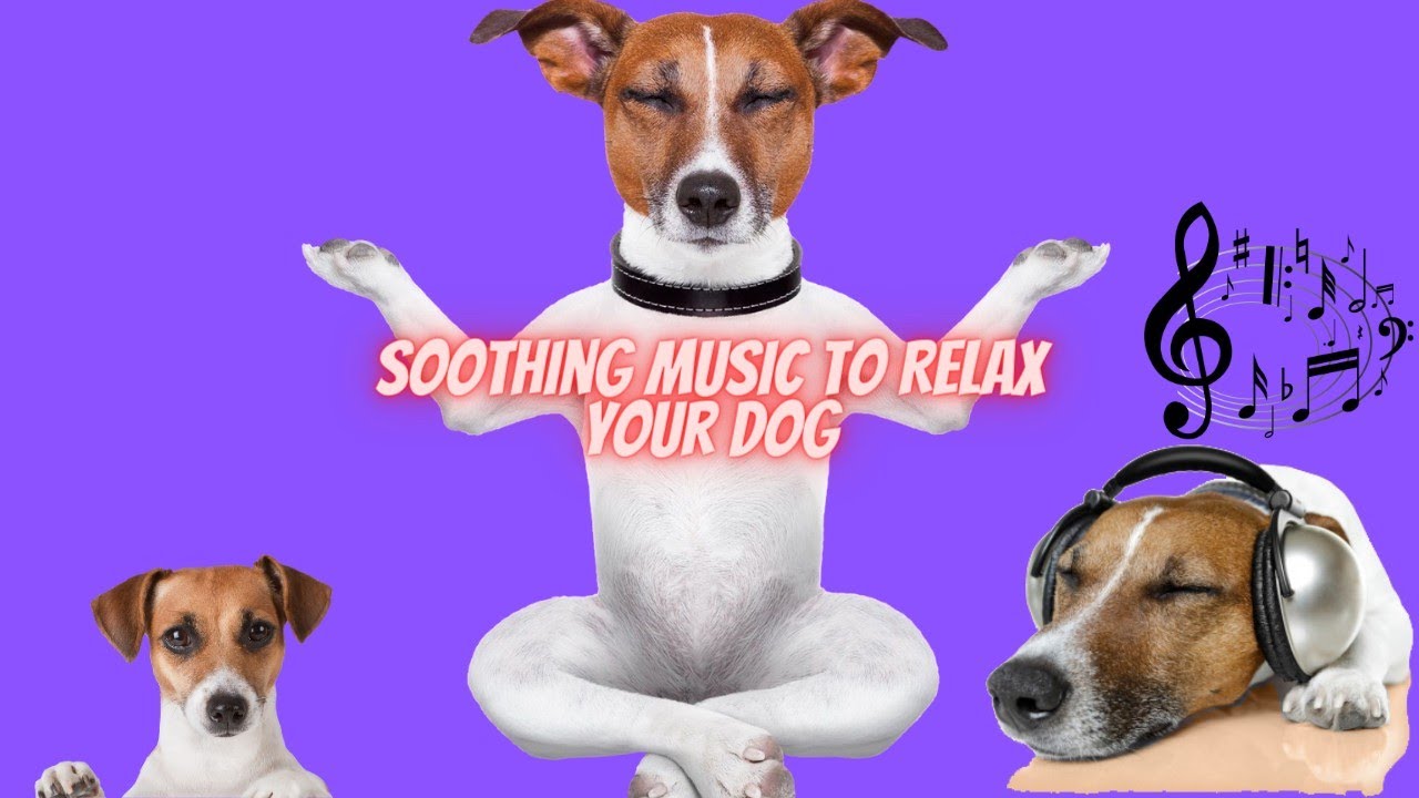Soothing Music to Relax Your jack russell terrier!