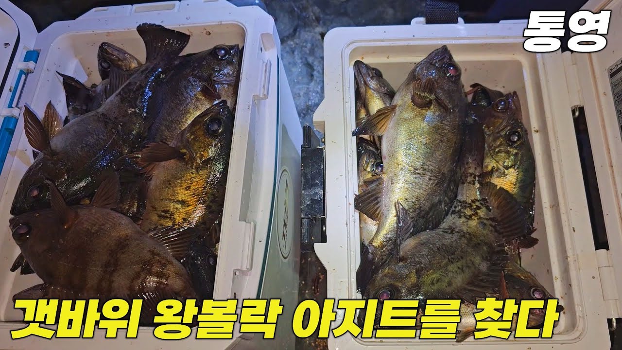 왕볼락이 느나느나! 순식간에 만쿨 ㄷㄷ 여긴 어디?