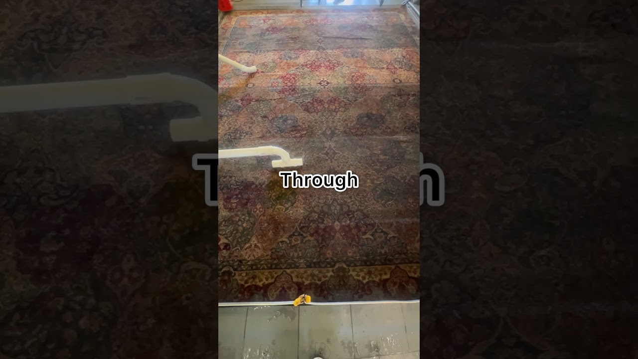 XpetPee machine to remove the Urine Odor from Oriental Rug #petpeepee #rugcleaning #meirmartin