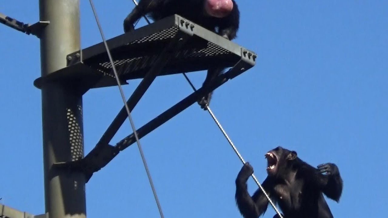 チンパンジーのけんか　chimpanzee fight 