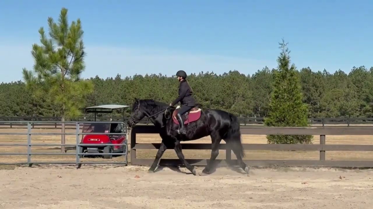 London, Draft Cross Mare for Sale