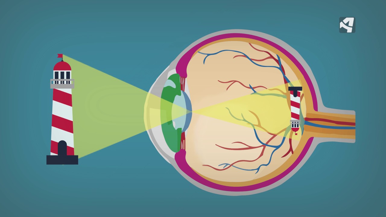 &iquest;C&oacute;mo procesan nuestros ojos las im&aacute;genes?
