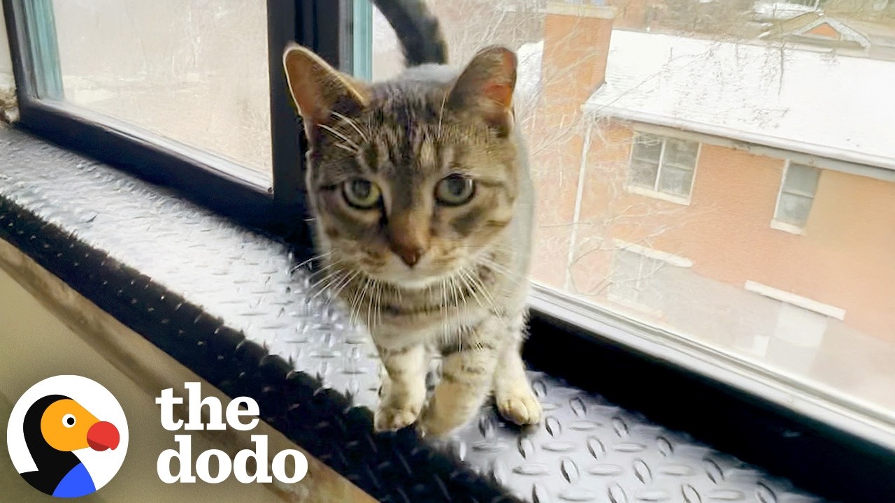 Кошка притворяется раненой, когда хочет привлечь внимание мамы | The Dodo